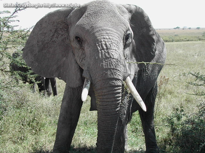 Serengeti - Elephant Close encounter with an elephant in the Serengeti. The Serengeti is without doubt the most famous wild park in Africa. It is extensive and consists largely of grassy plains without trees and savannas with locusts. Every here and there you will find 'little heads' (small hills of granite boulders) and in a lot of places you will find beautiful pools with more overgrowth.<br />
 Stefan Cruysberghs